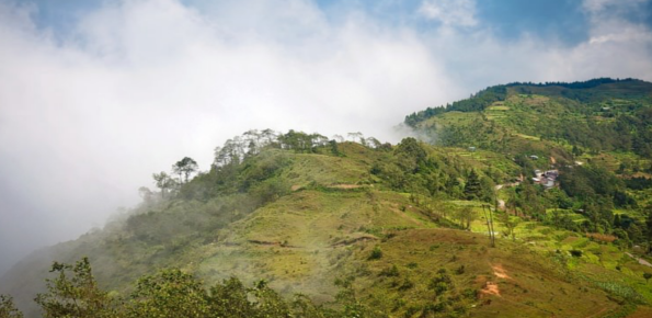 Forests Of Tinjure 
