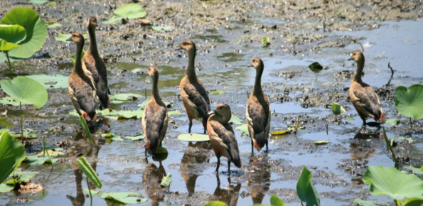 Koshi Tappu Wildlife Reserve